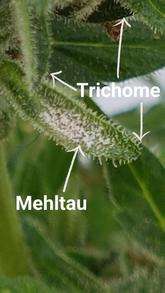 Mehltau Befall  was tun?  CannabisAnbauen.net