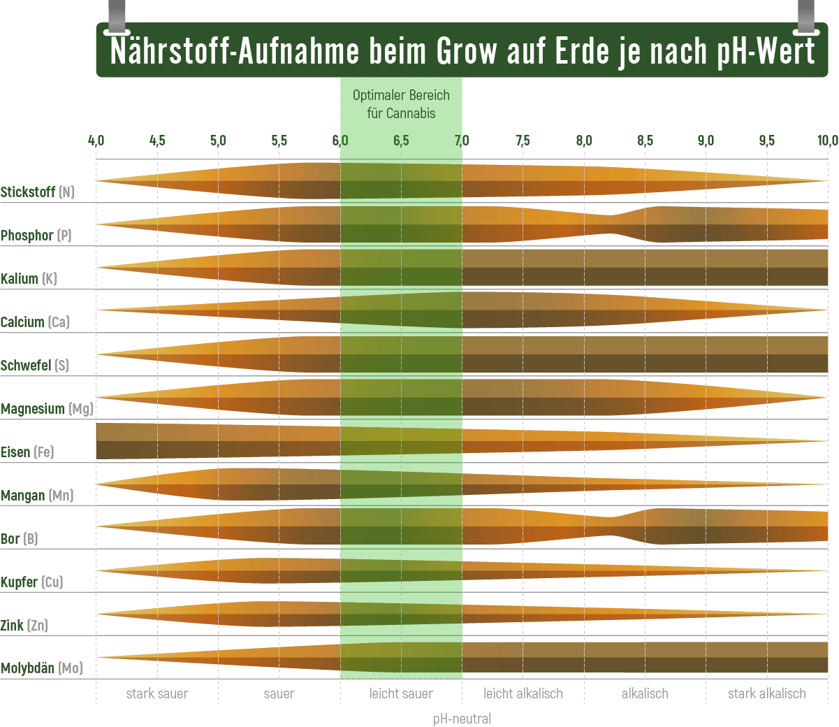 Tipps zum Hanfanbau: Wachstumsphase / Vegetationsphase