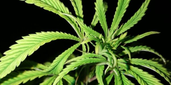 Zinkmangel bei Cannabis erkennen und lösen