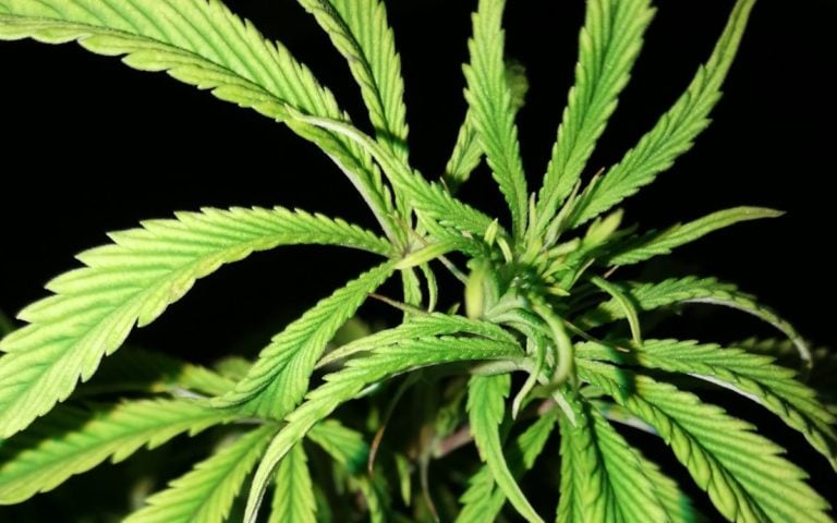 Zinkmangel bei Cannabis erkennen und lösen