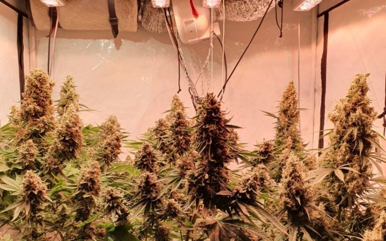 Cannabis Pflanze: Blüte Einleiten