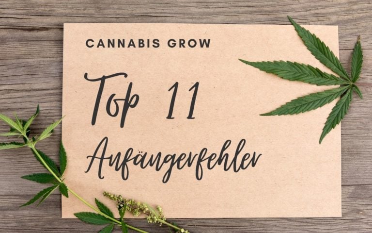 Cannabis Anbau: Top 11 Anfänger-Fehler beim Grow