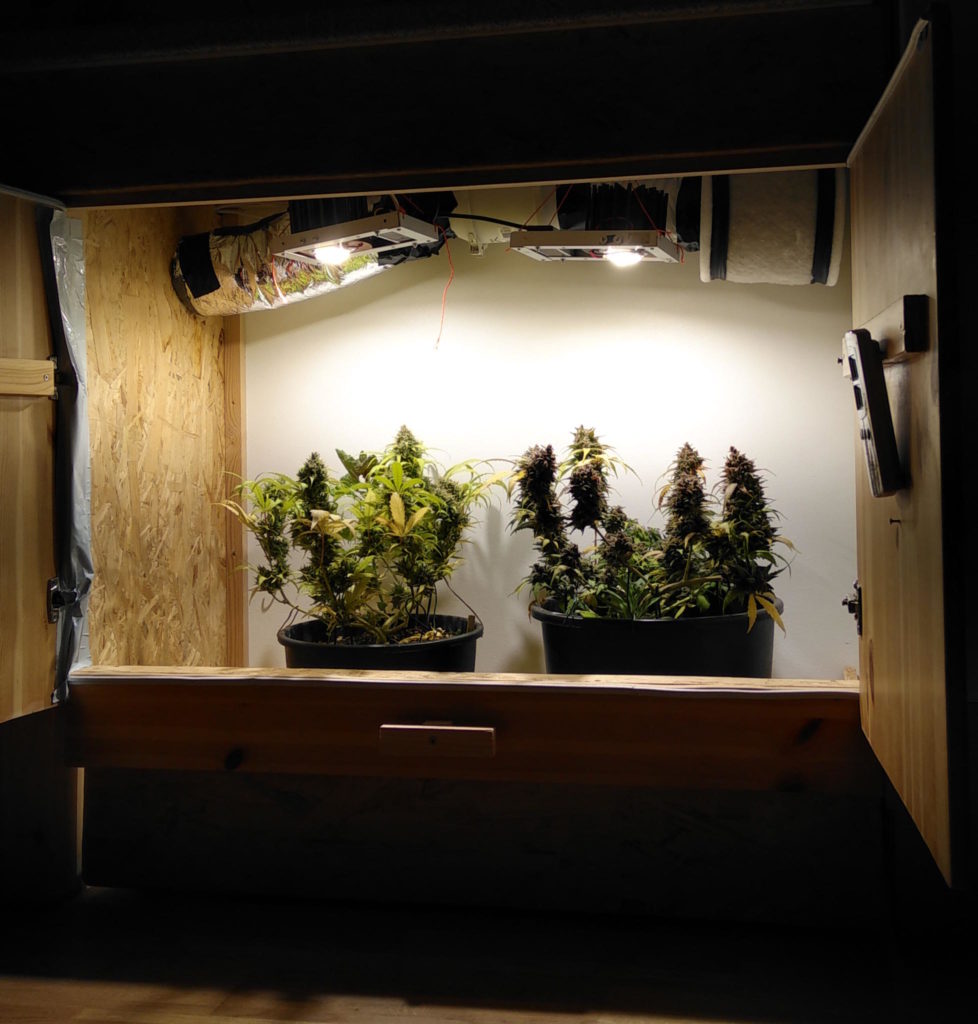 10+ Plant Grow Box