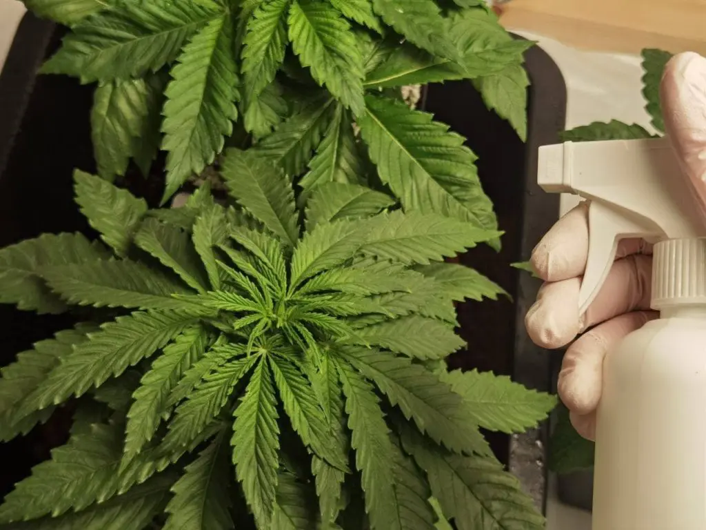 Stickstoffmangel bei Cannabis - schnell und einfach beheben |  CannabisAnbauen.net