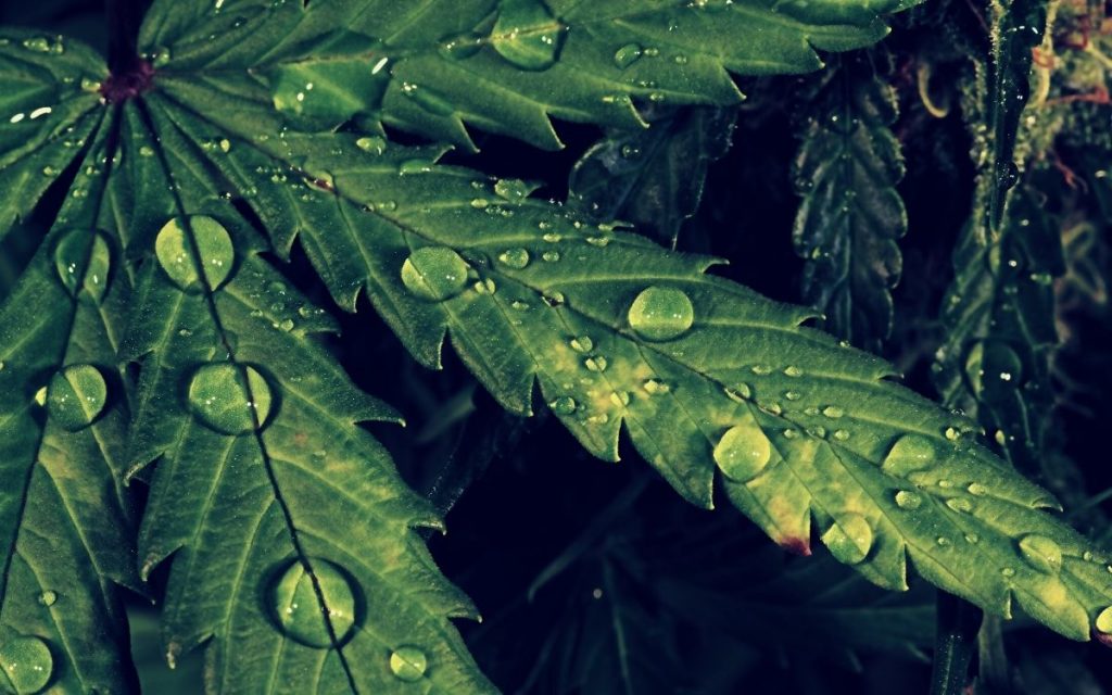 Luftfeuchtigkeit beim Cannabis Anbau (und bei Trocknung!)