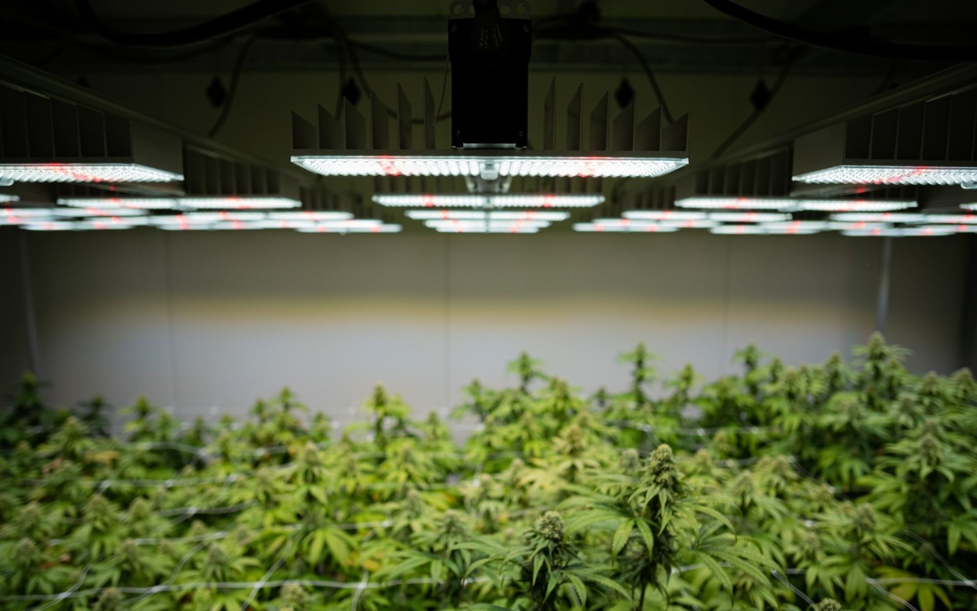 Wie Viele Stunden Licht Braucht Eine Hanfpflanze Kaufberatung: Beleuchtung für Cannabis Anbau (2022) - Kaufempfehlungen