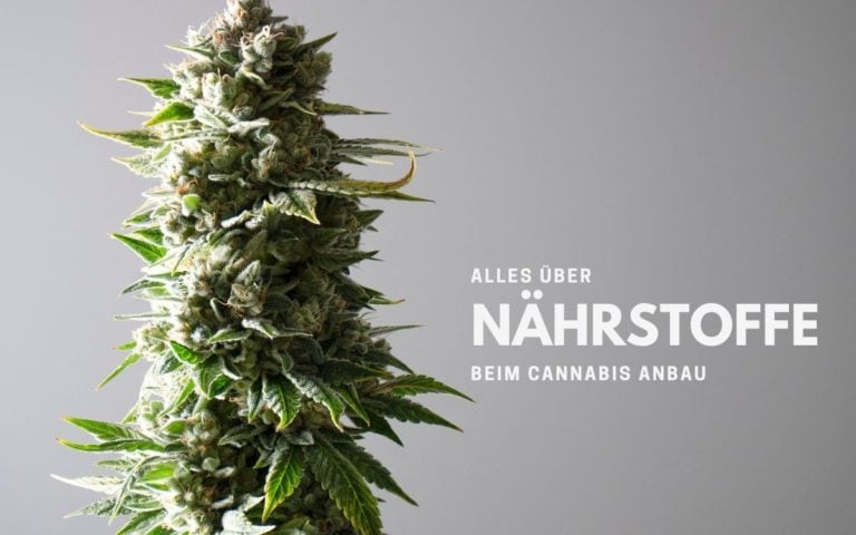 Alles über Nährstoffe beim Cannabis Anbau