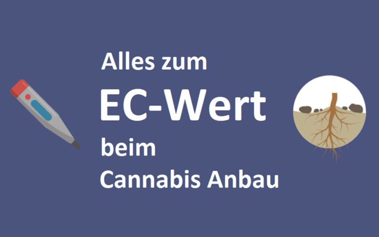 EC-Wert beim Cannabis Anbau: Das muss man wissen