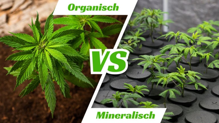 Organisch oder mineralisch anbauen?