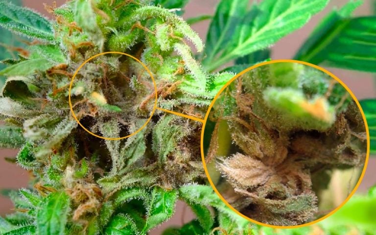 Blütenfäule (Bud Rot) – Was tun?