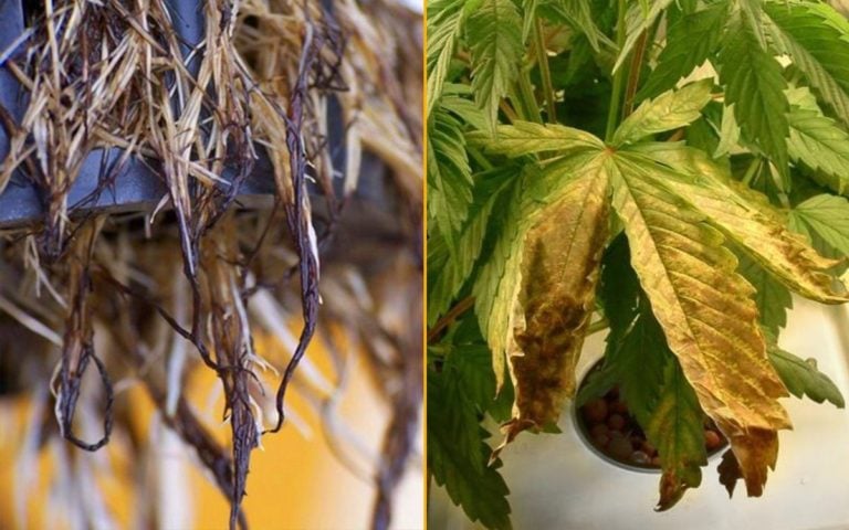 Wurzelfäule (Root Rot) – was tun?