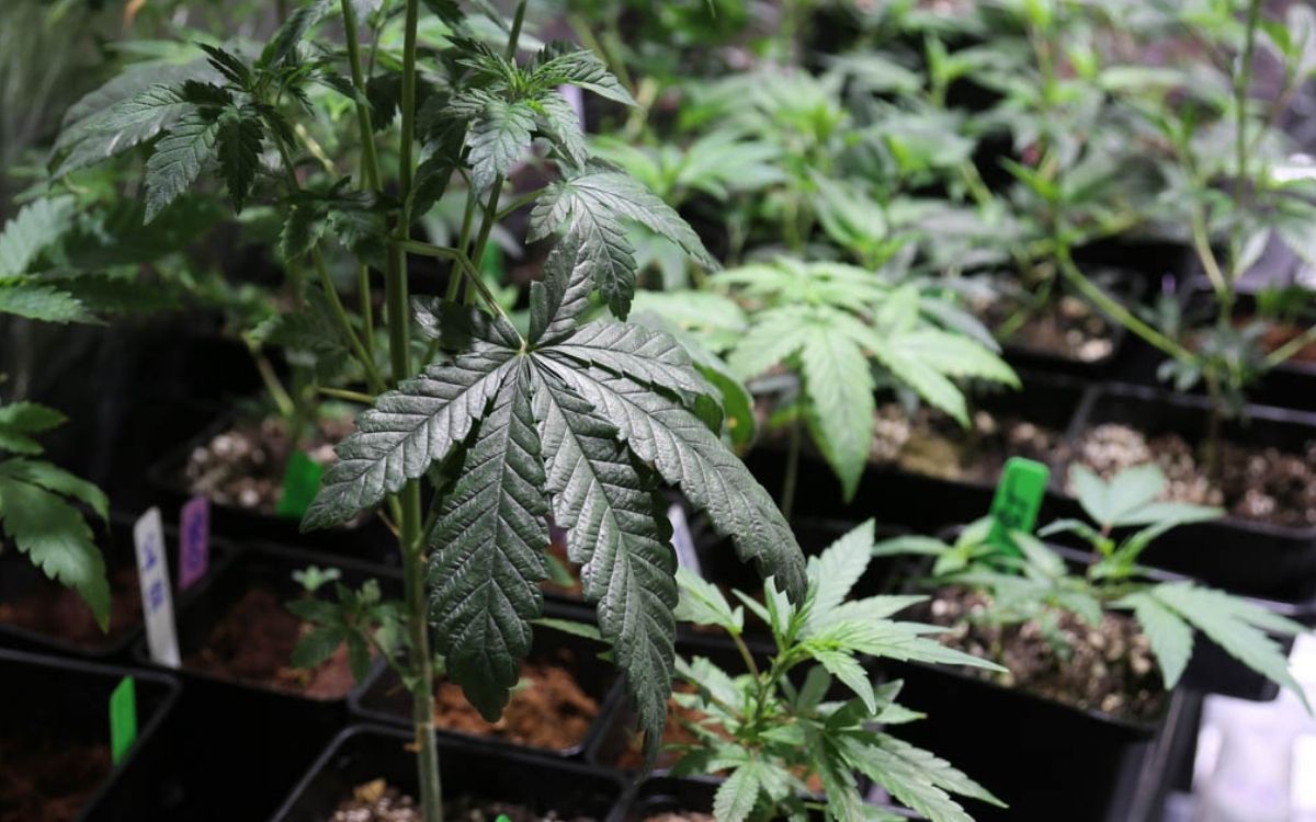 Stickstoffberschuss bei Cannabis erkennen, behandeln und vorbeugen   CannabisAnbauen.net