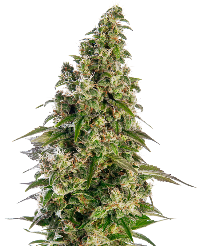 Afghani #1 Automatic Hanfsamen