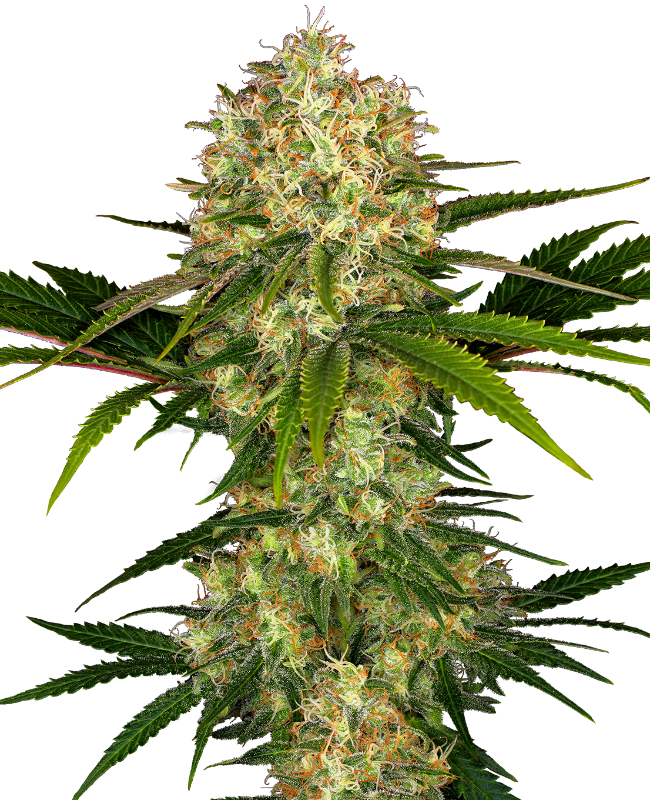 Afghani #1