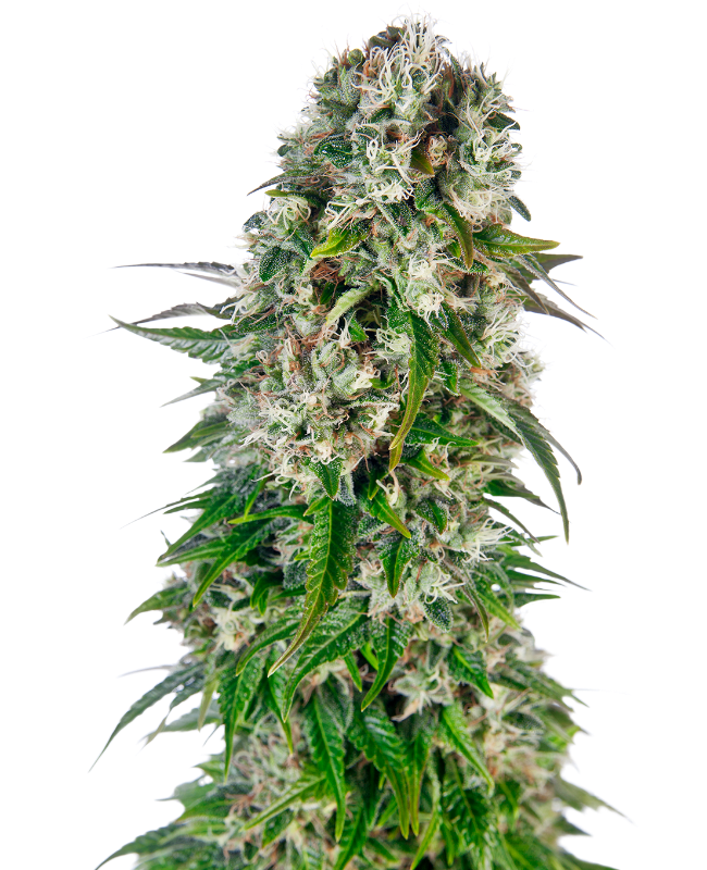 Big Bud Automatic Hanfsamen