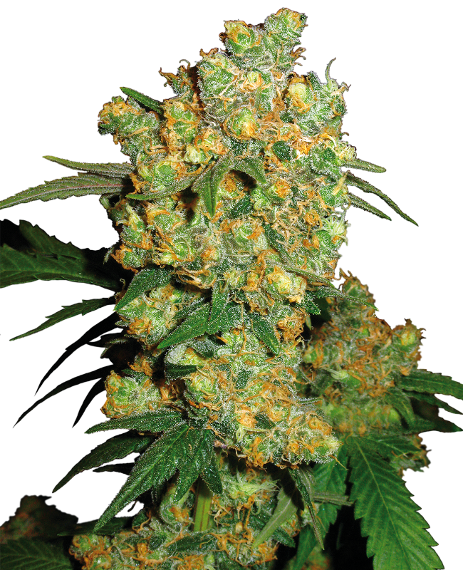 Big Bud Reguläre Hanfsamen