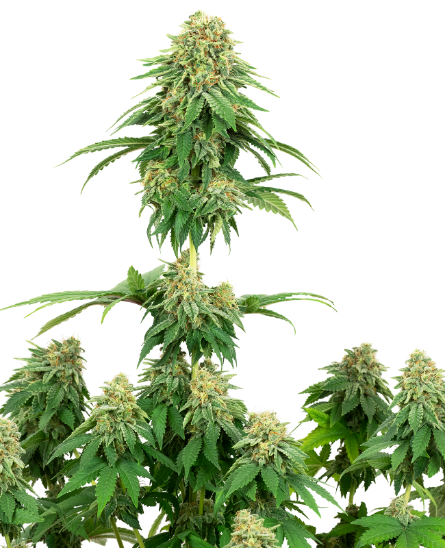 Girl Scout Cookies