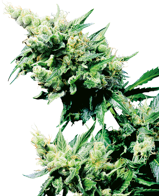 Hash Plant