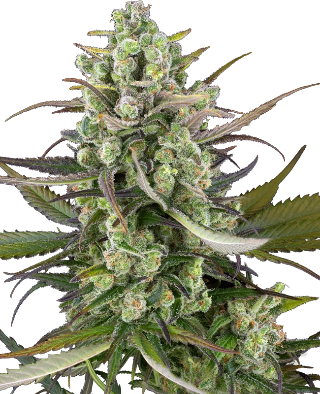 Headband Kiwi Automatic Hanfsamen