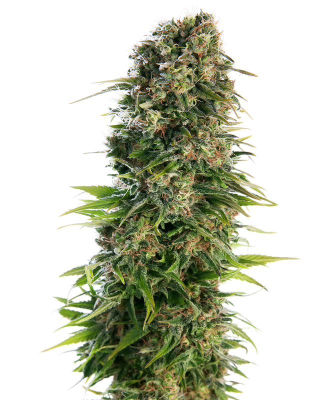 Hindu Kush Automatic Hanfsamen