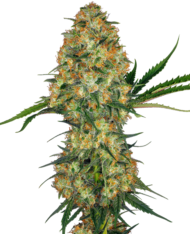 Hindu Kush
