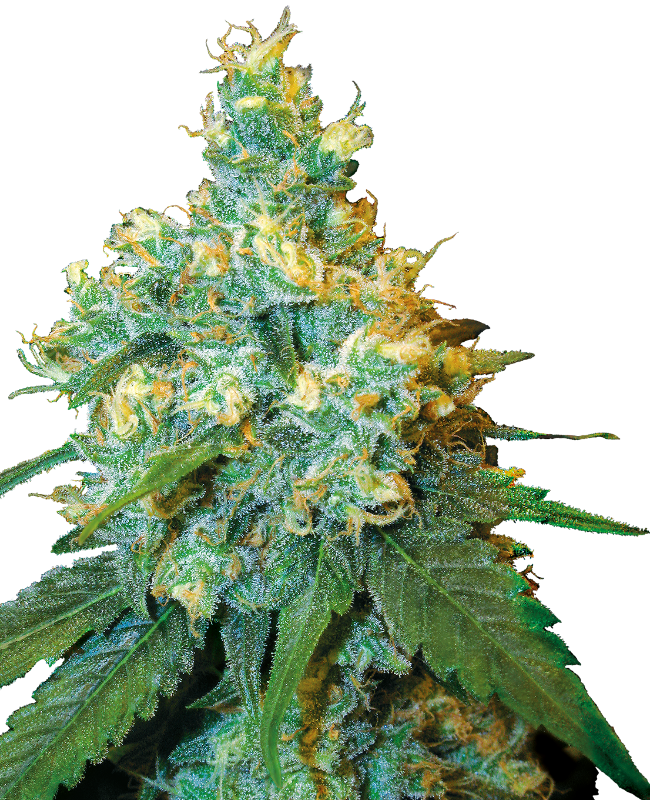 Jack Herer