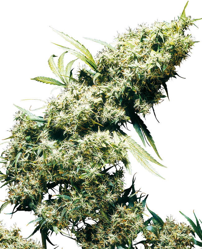 Jamaican Pearl
