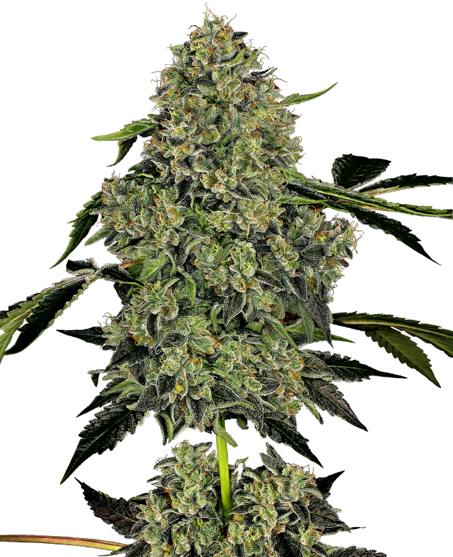 OG Kush Automatic Hanfsamen von White Label