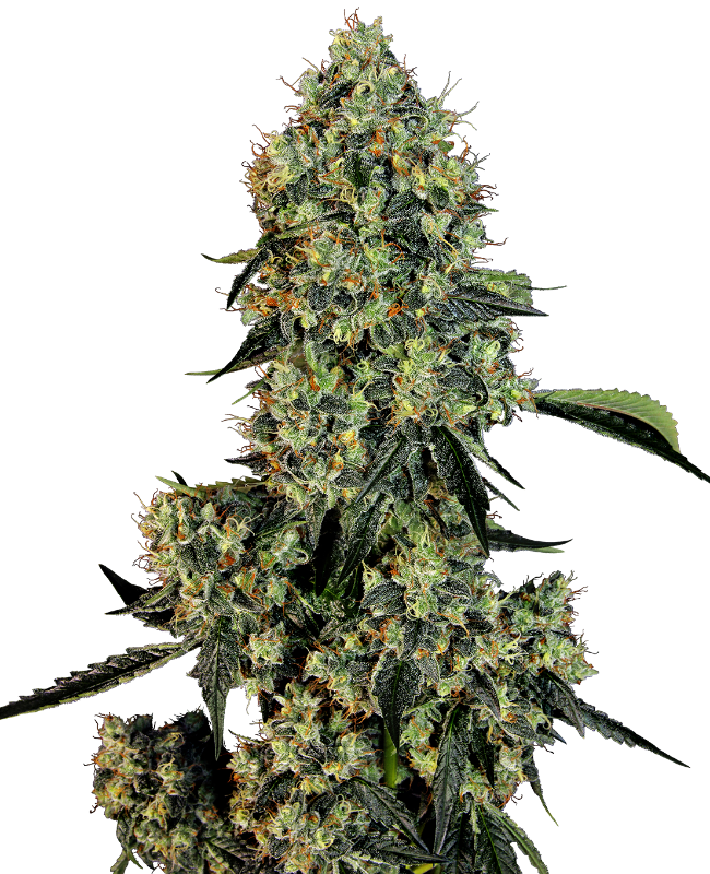 OG Kush
