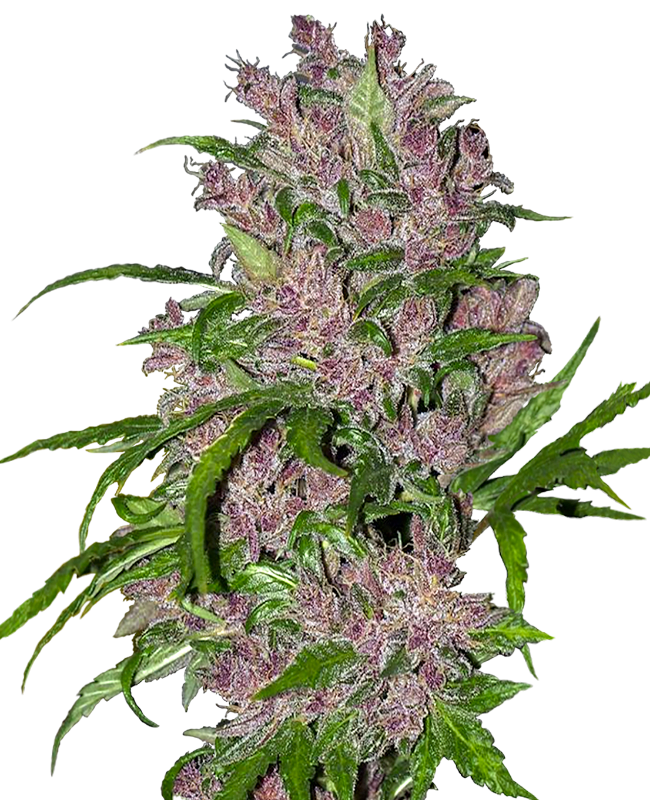 Purple Bud Automatic Hanfsamen White Label