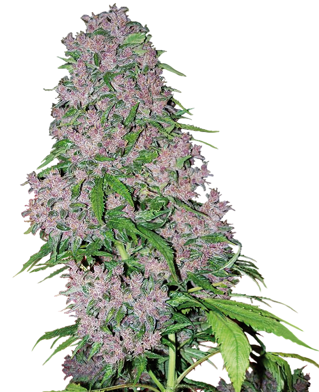 Purple Bud
