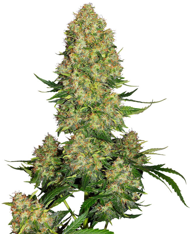 Skunk #1 Automatic Hanfsamen