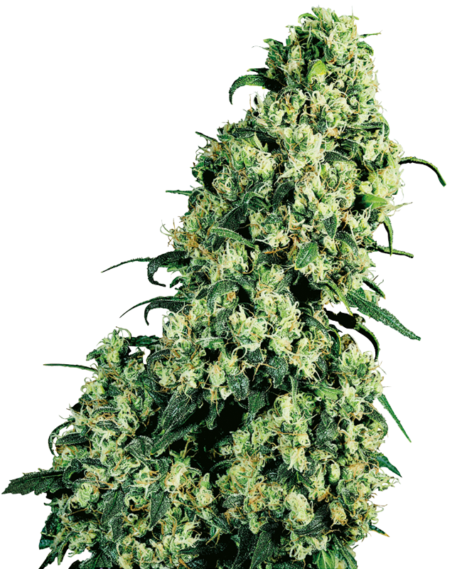 Skunk #1 Feminisierte Hanfsamen
