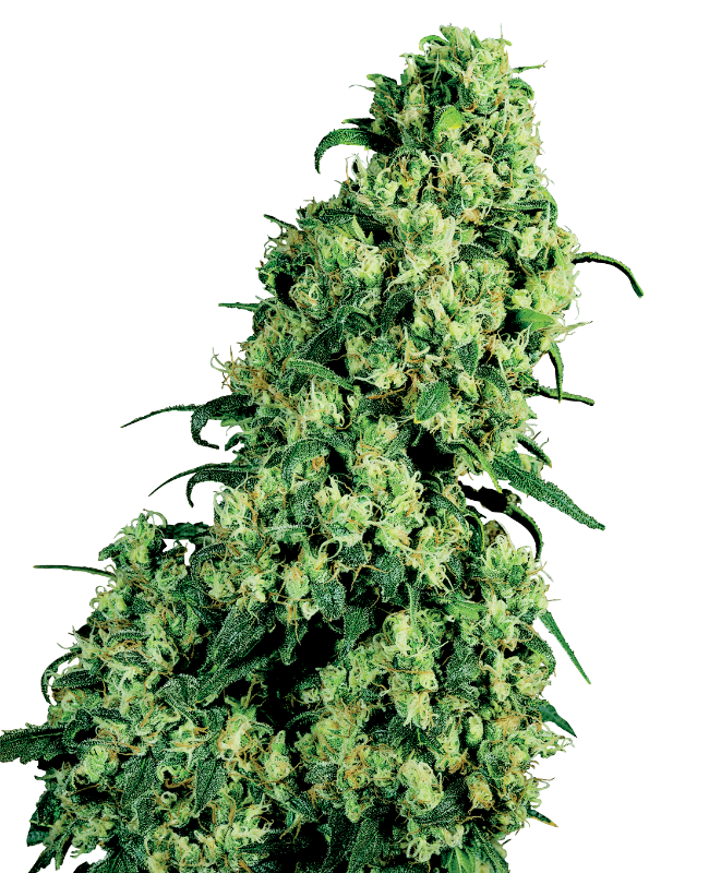 Skunk #1