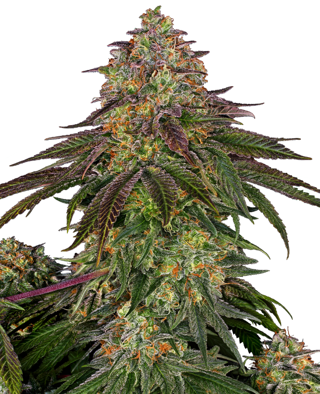 Sweet Cherry Kush