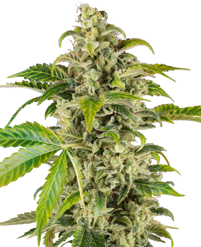 Sour Cream
