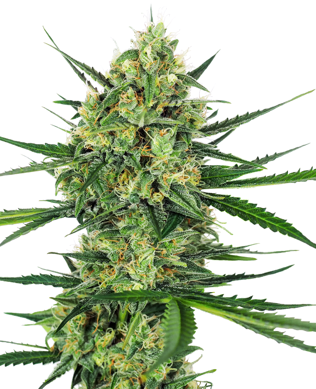 Tangerine Sugar