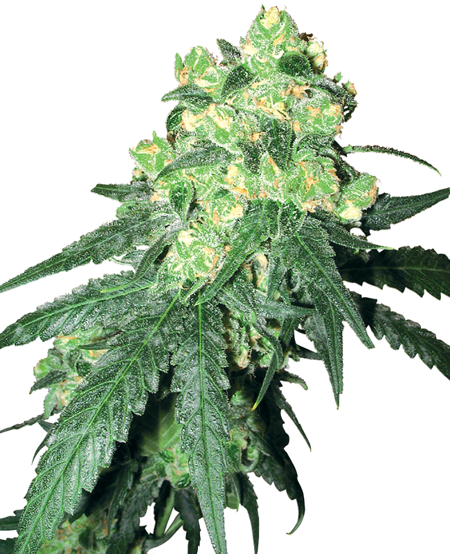 White Rhino