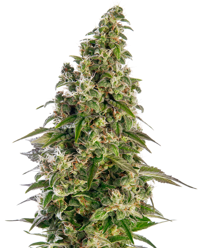 Afghani #1 Auto (Sensi Seeds)