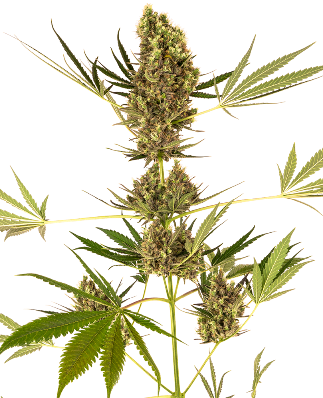 Alpine Delight CBD Automatische Hanfsamen