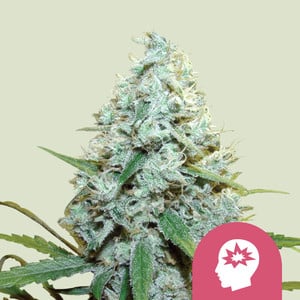AMG - Amnesia Mac Ganja - Feminisiert (Royal Queen Seeds)