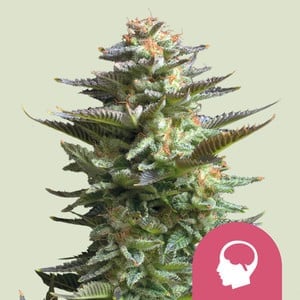 Amnesia Haze Feminisiert (Royal Queen Seeds)