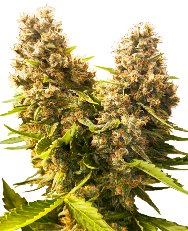 Banana Kush Cake Auto (Sensi Seeds)