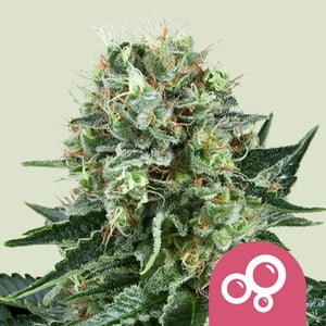 Bubble Kush Feminisiert (Royal Queen Seeds)