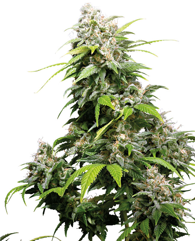 California Indica Feminisiert (Sensi Seeds)