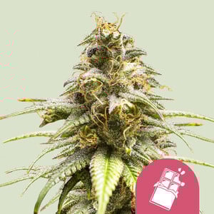Chocolate Haze Feminisiert (Royal Queen Seeds)