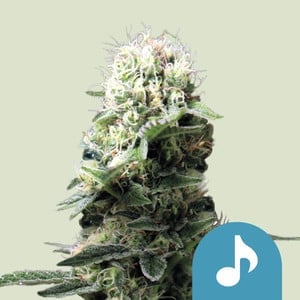 Dance World CBD Feminisiert (Royal Queen Seeds)