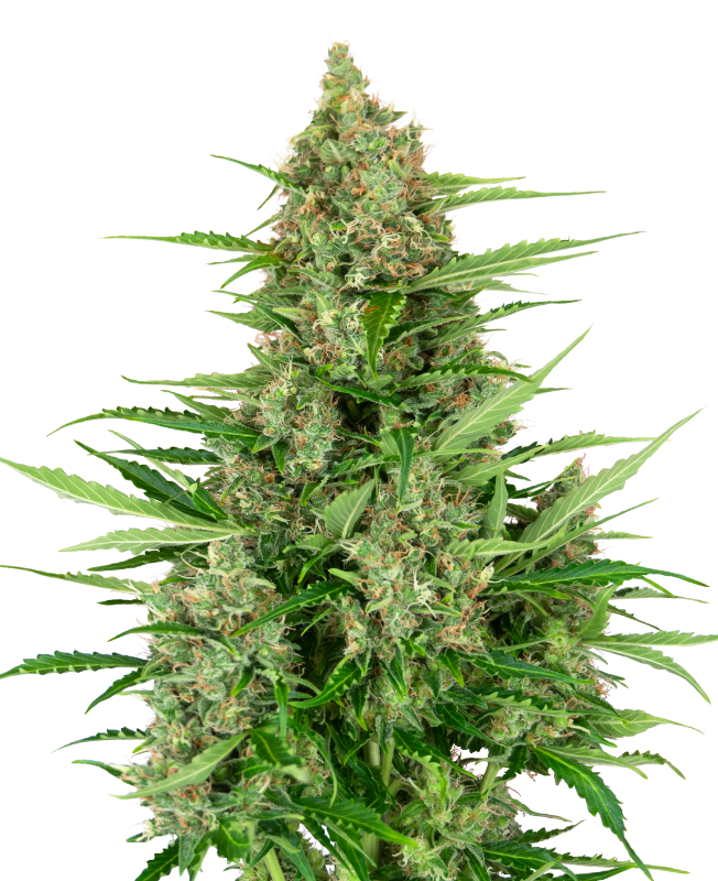 Double Kush Cake Automatic Hanfsamen