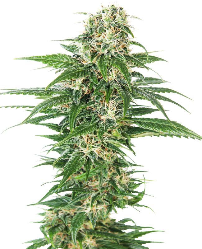 Early Skunk Auto (Sensi Seeds)