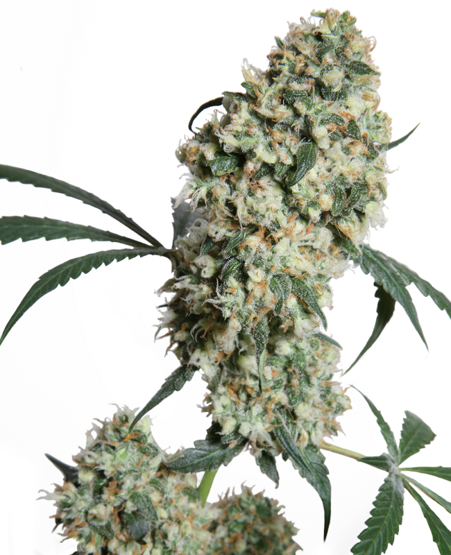 Ed Rosenthal Super Bud Regulär (Sensi Seeds)